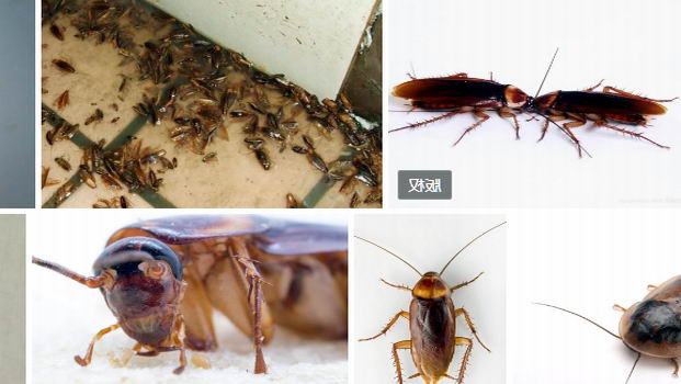  暖气引来蟑螂怎么办|杀虫公司|灭蟑螂|蟑螂防治